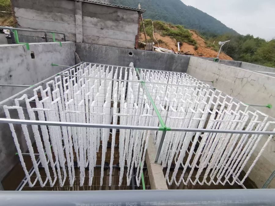 资溪建英种猪